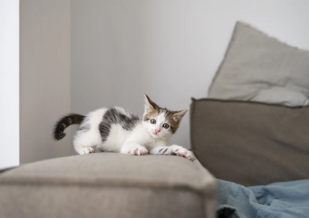 Kaip išlaikyti sofą tvarkingą, jei turite augintinių: naudingi patarimai
