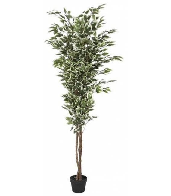PLANT PE CEMENT 80X80X180 FICUS GREEN