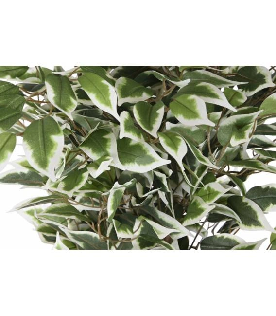 PLANT PE CEMENT 80X80X180 FICUS GREEN